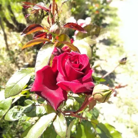 Semesterbostad Rosegarden Sami (Kefalonia)