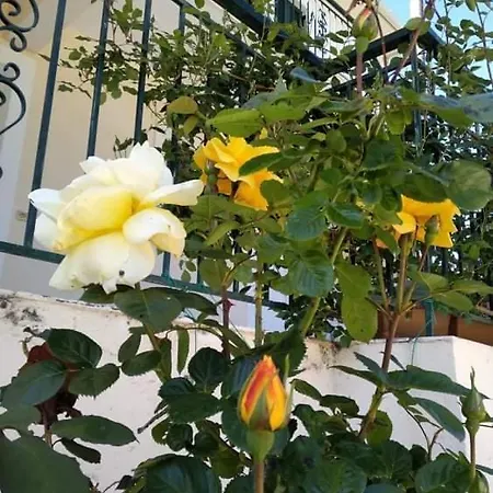 Rosegarden *