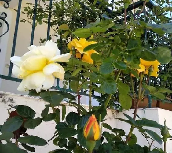 Rosegarden *