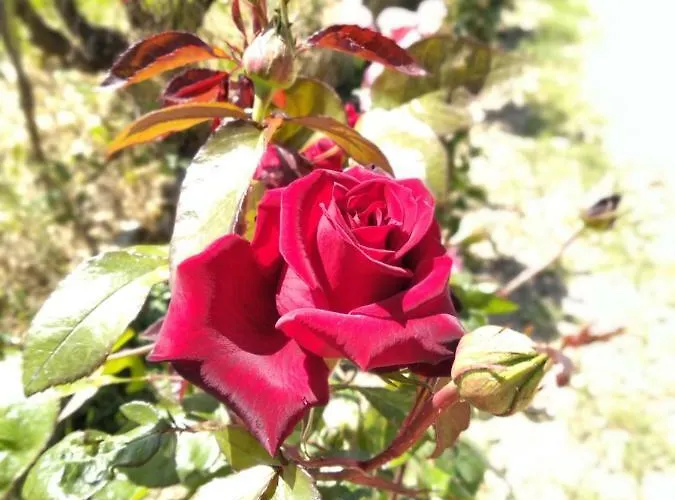 Casa vacanze Rosegarden Sami (Kefalonia)